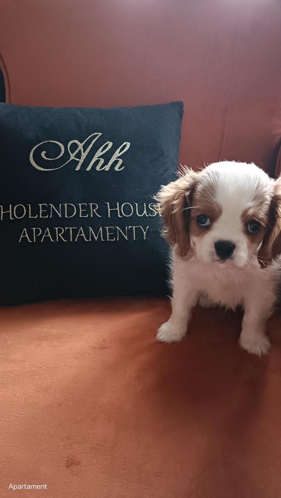 Apartamenty Holender House Choczewo Exteriör bild